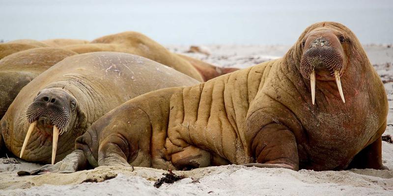 EB平板:工业平板电脑86系列如何重塑智能制造新标准